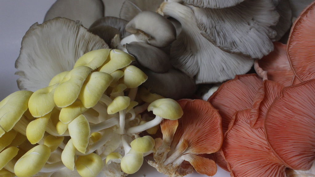 Kit de Cultivo “Cosecha tus Propias Setas” – Hongo Ostra (pleurotus ostreatus) | Fácil, Práctico y Listo para Usar