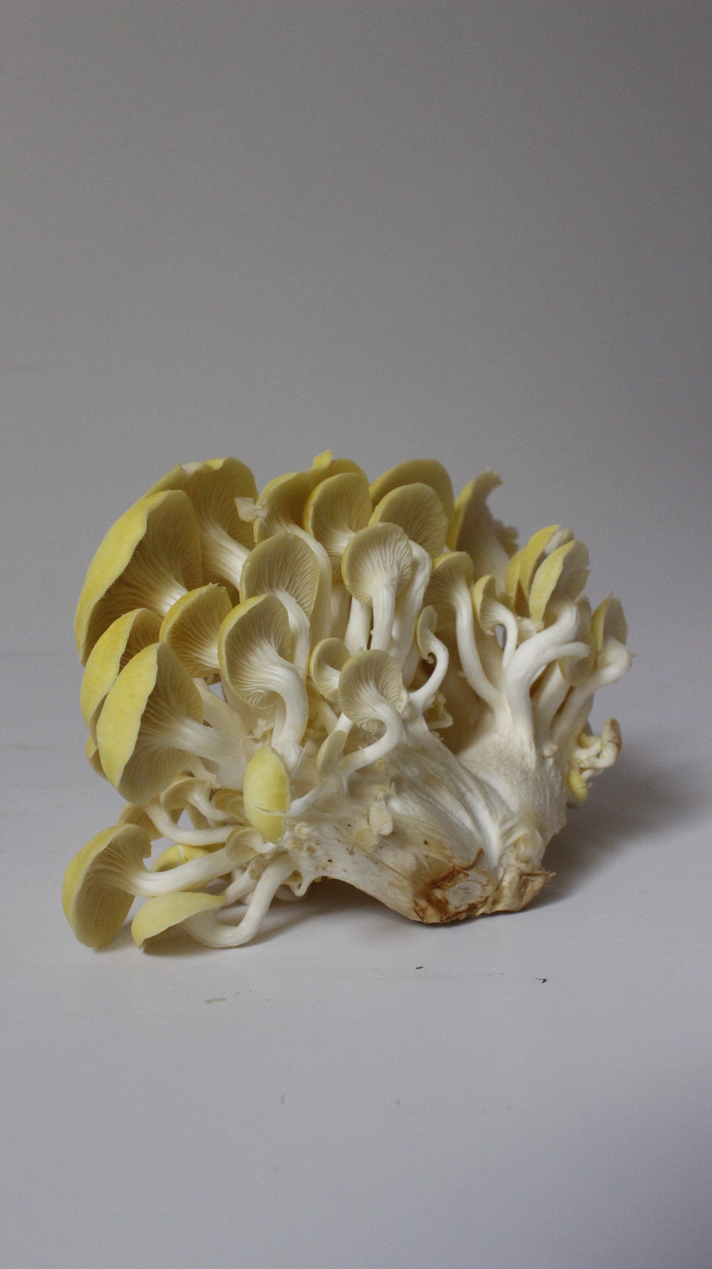 Kit de Cultivo “Cosecha tus Propias Setas” – Hongo Ostra (pleurotus ostreatus) | Fácil, Práctico y Listo para Usar