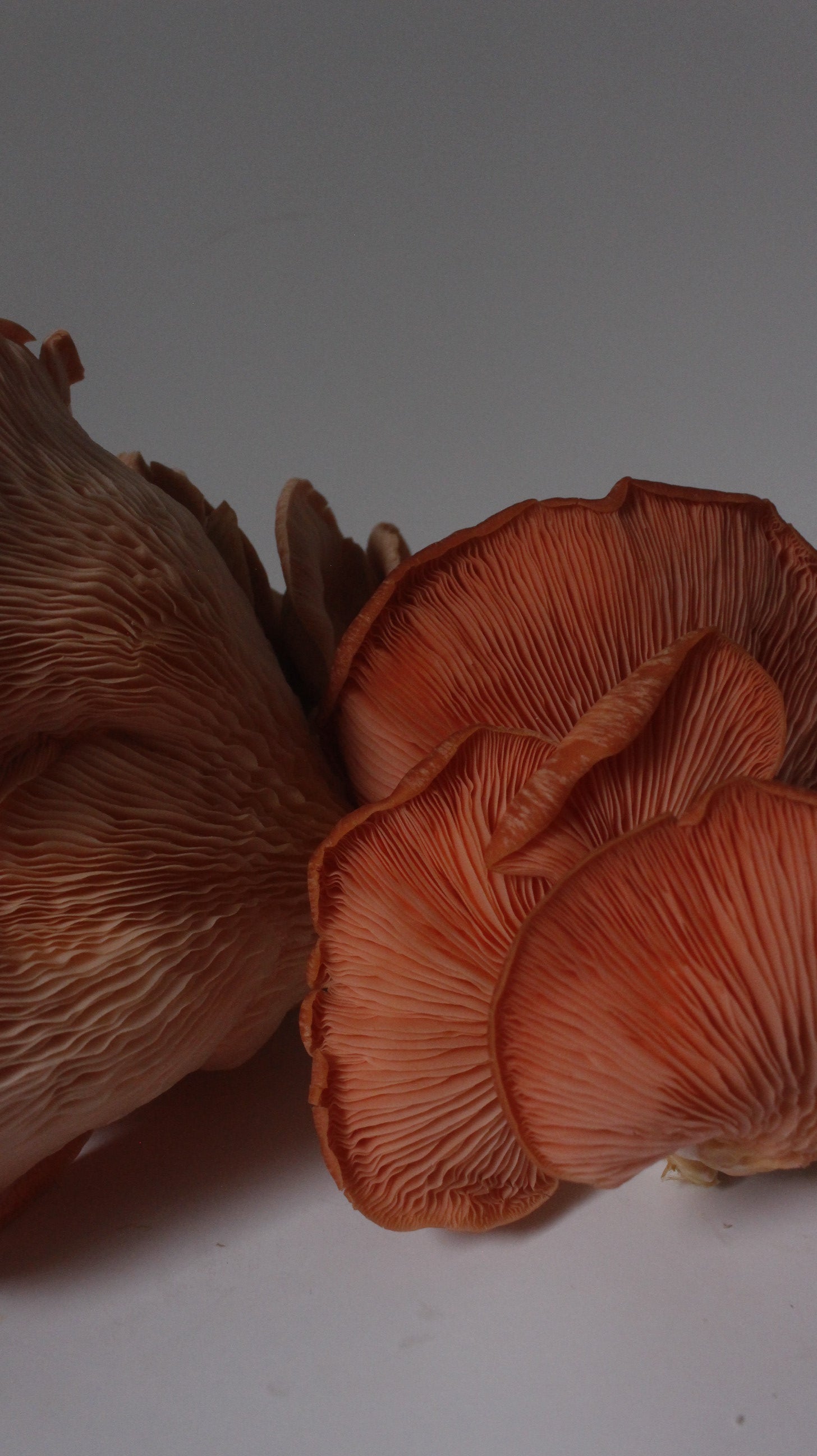 Kit de Cultivo “Cosecha tus Propias Setas” – Hongo Ostra (pleurotus ostreatus) | Fácil, Práctico y Listo para Usar