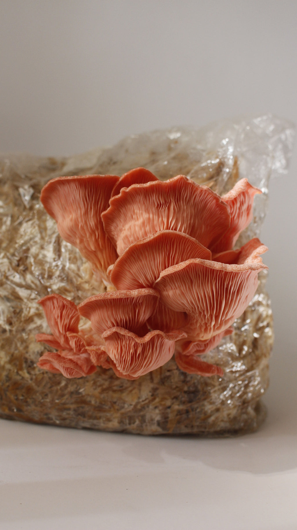 Kit Principiante Hongo Ostra Rosa (Pleurotus djamor) 250g Micelio + 200g Sustrato + Bolsas | Primera Experiencia Cultivo Hongos Perú