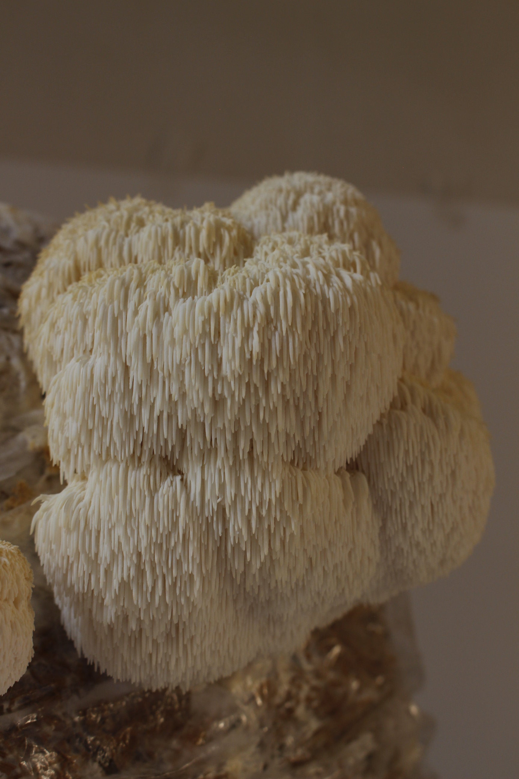 Kit Principiante Hongo Melena de León (Hericium erinaceus) 250g Micelio + 200g Sustrato + Bolsas | Primera Experiencia Cultivo Hongos Perú