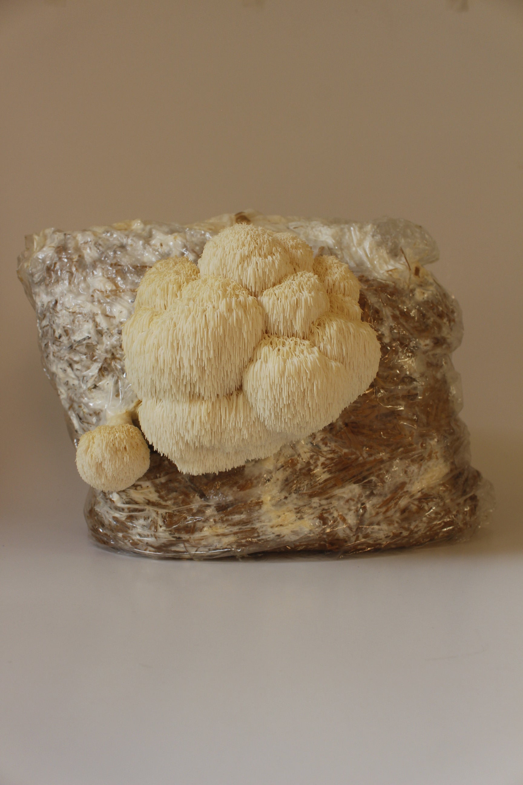 Kit Principiante Hongo Melena de León (Hericium erinaceus) 250g Micelio + 200g Sustrato + Bolsas | Primera Experiencia Cultivo Hongos Perú