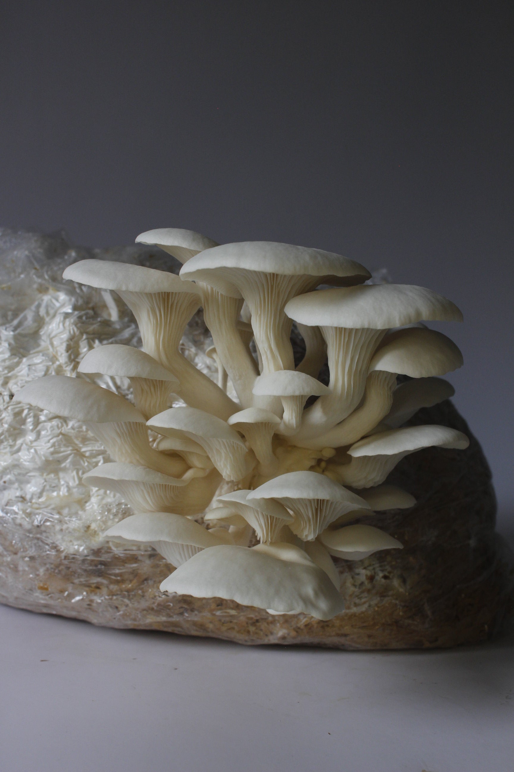 Kit Principiante Hongo Ostra Gris (Pleurotus ostreatus) 250g Micelio + 200g Sustrato + Bolsas | Primera Experiencia Cultivo Hongos Perú