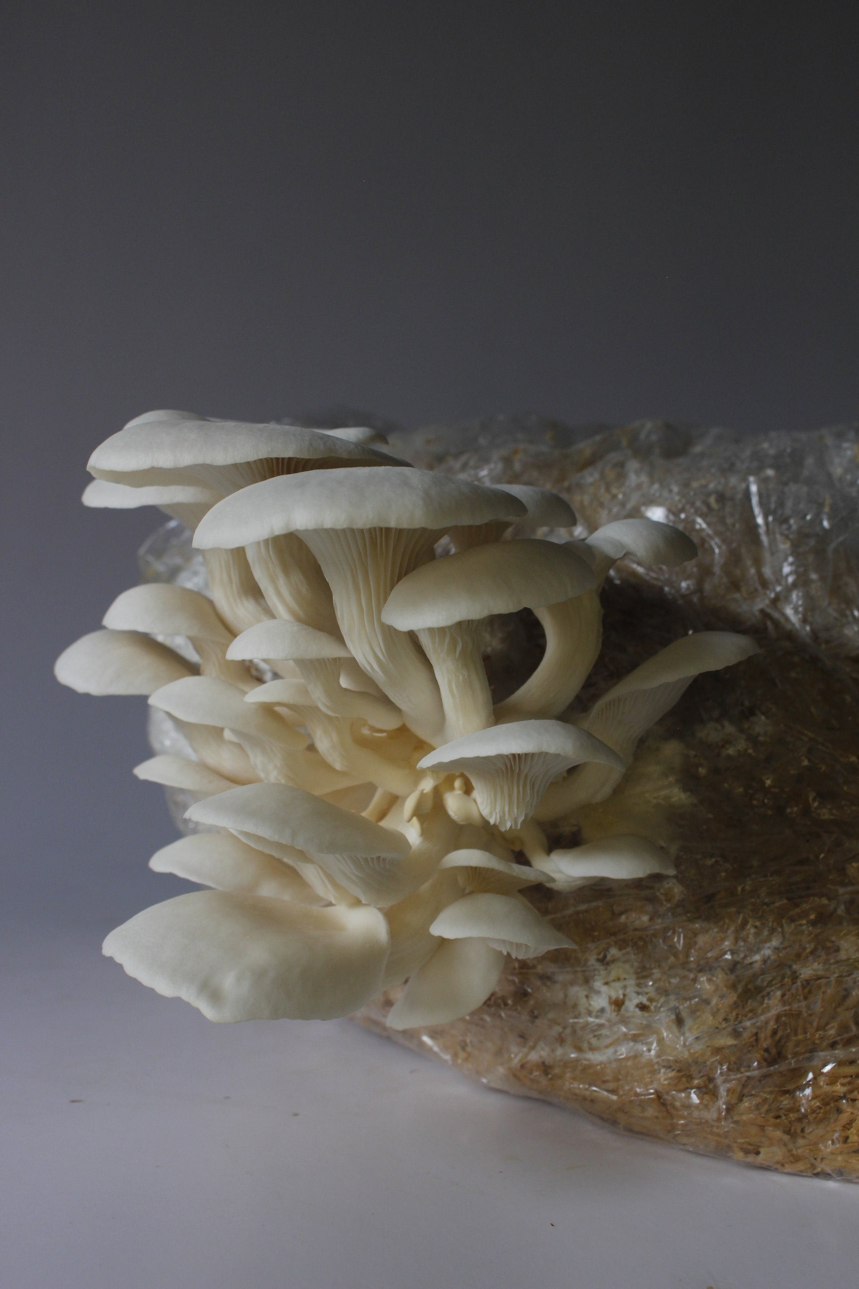 Micelio de Hongo Ostra Gris (Pleurotus ostreatus) - Micelio x 1/2kg
