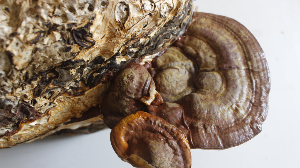 Semilla de Hongo Reishi (Ganoderma lucidum) – Micelio x kg