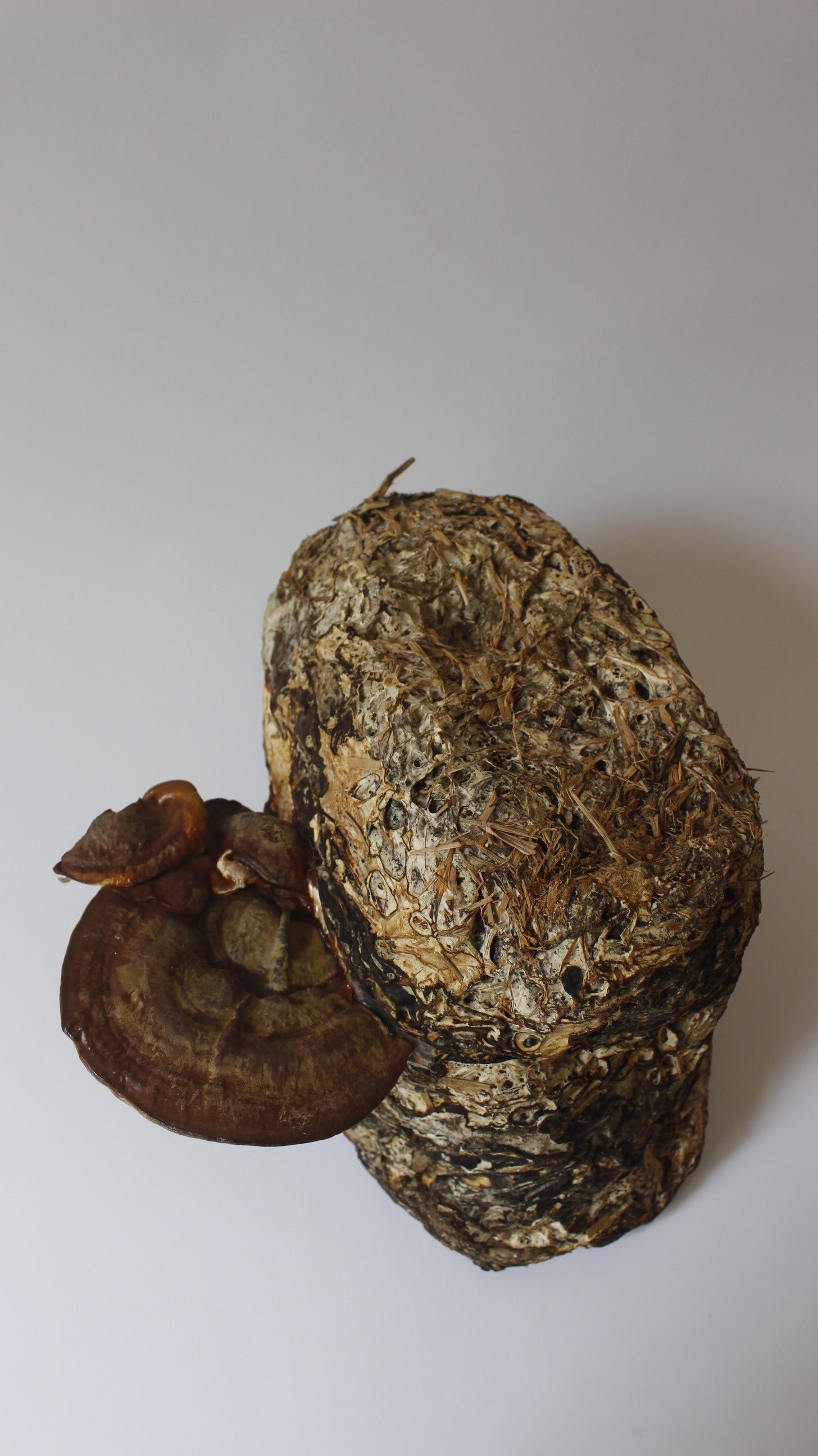 Semilla de Hongo Reishi (Ganoderma lucidum) – Micelio x 1/2kg