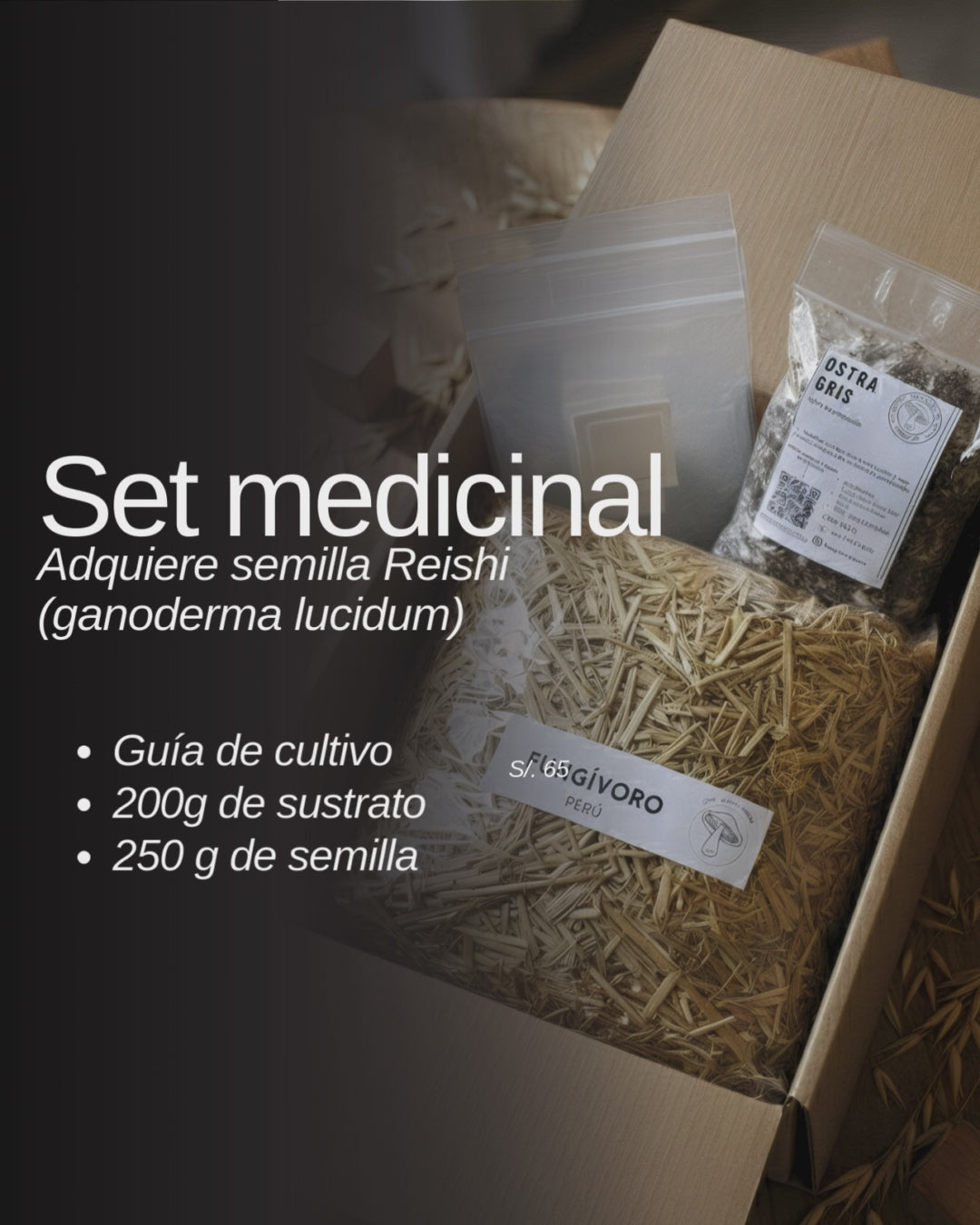 PROMOCIÓN semilla Set de cultivo Medicinal – Reishi (Ganoderma Lucidum)