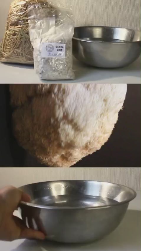 Kit Primer cultivo Hongo Ostra Gris (Pleurotus ostreatus) 250g Micelio + 200g Sustrato + Bolsas | Primera Experiencia Cultivo Hongos Perú