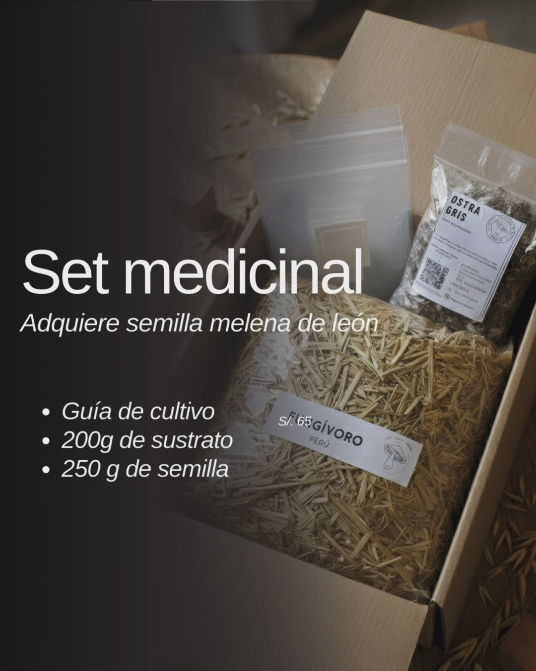 PROMOCIÓN semilla Set de cultivo Medicinal – Melena de León (Hericium Erinaceus)