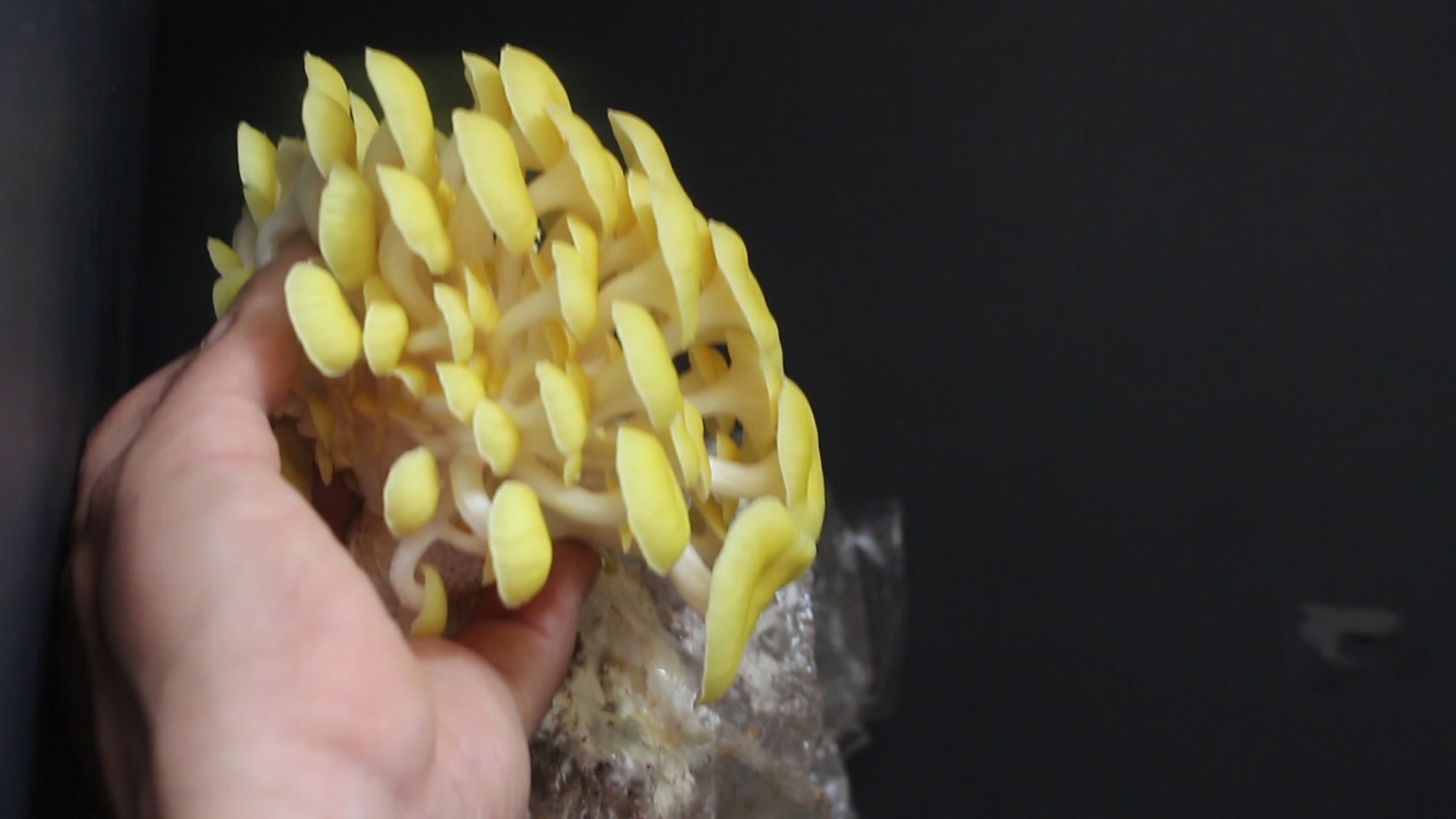 Semilla de Hongo Ostra Dorada (Pleurotus citrinopileatus) – Micelio x kg