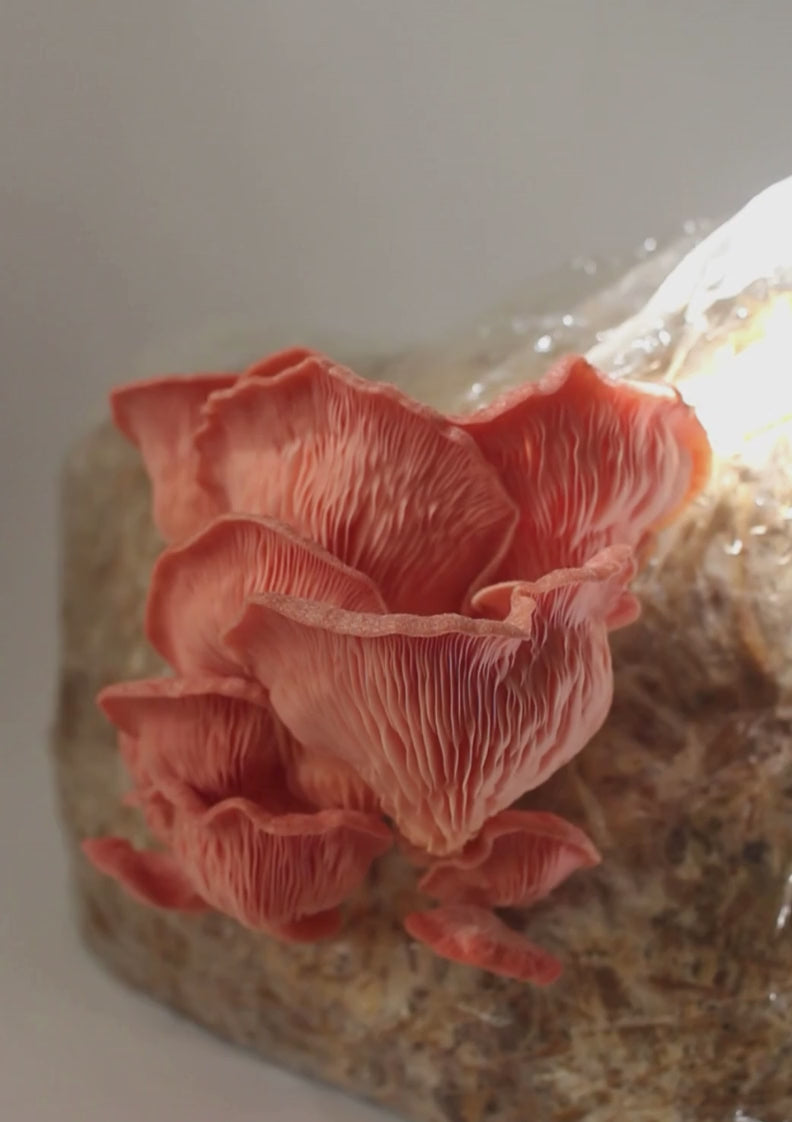Kit de Cultivo “Cosecha tus Propias Setas” – Hongo Ostra (pleurotus ostreatus) | Fácil, Práctico y Listo para Usar